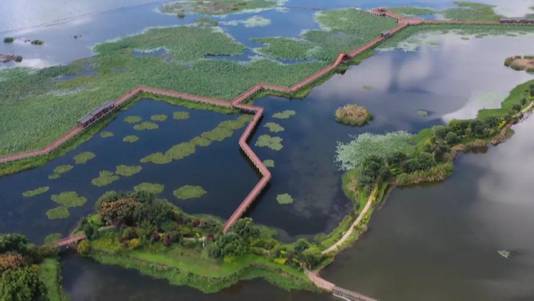 海菜花春日綻放 見證異龍湖保護治理工作顯成效